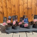 Pivónia  bylinná (Paeonia lactiflora) ´SARAH BERNARDT´, kont. C1L